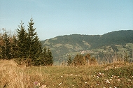 Schauner vom Karren aus